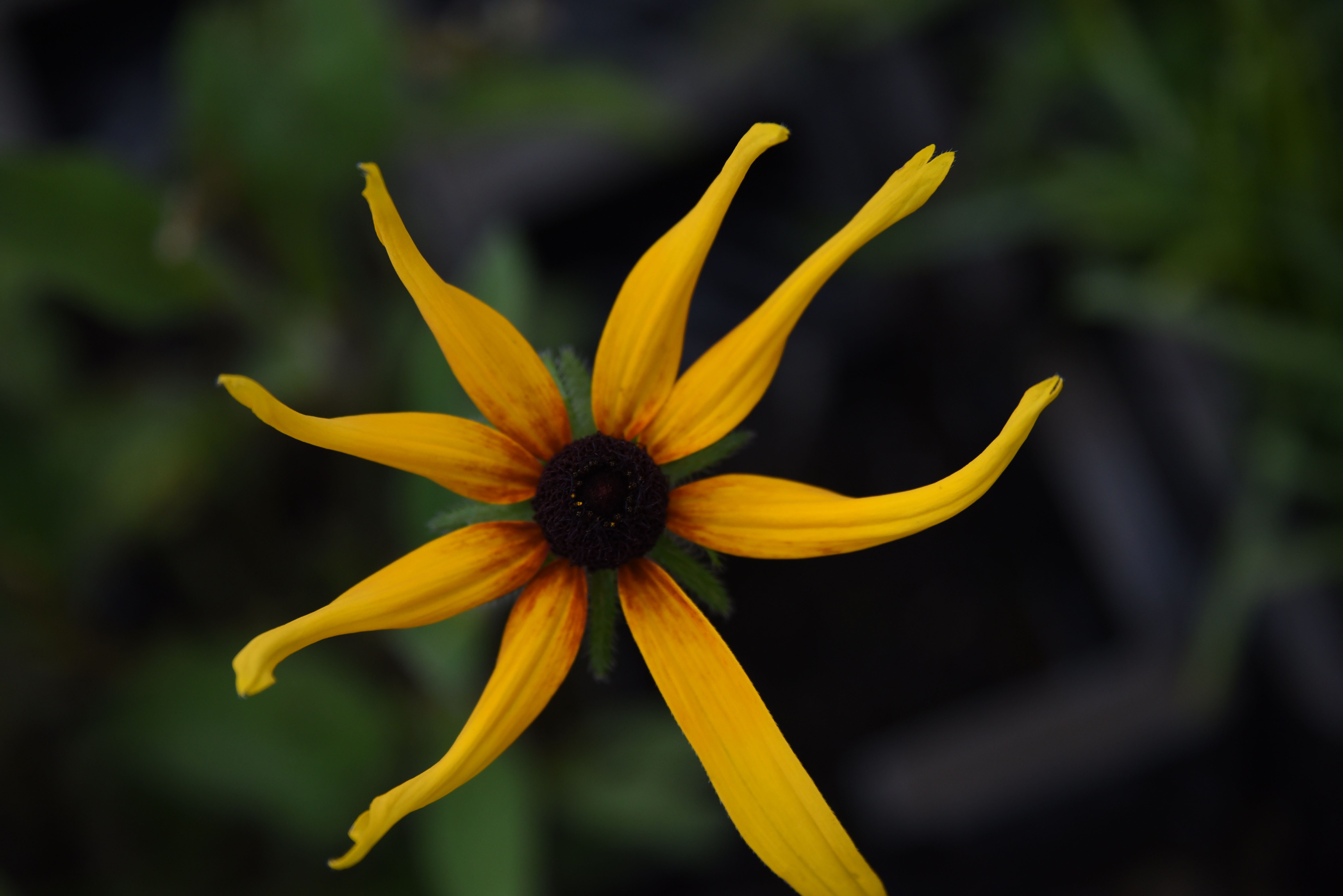 Rudbeckia hirtasyn. Rudb. bicolor bestellen